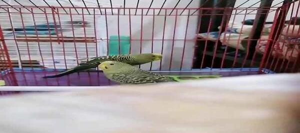 عکس خنده دار طوطی برزیلی