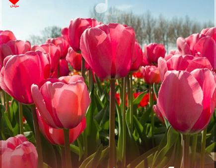 عکس فیلم عمر گل لاله