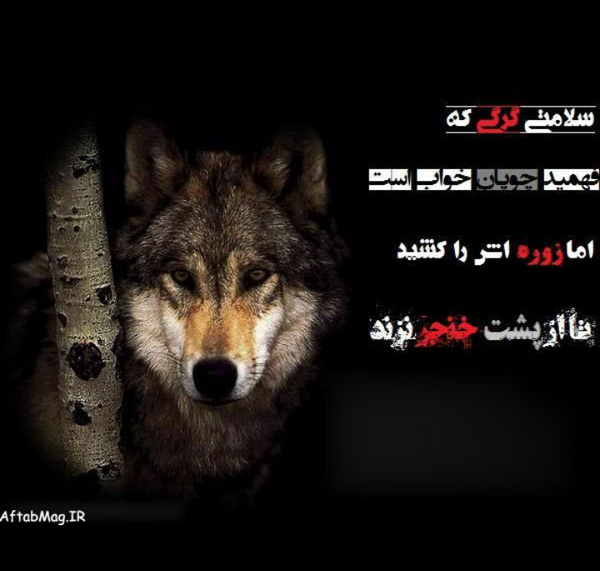 عکس گرگ یعنی ارتش تک نفره