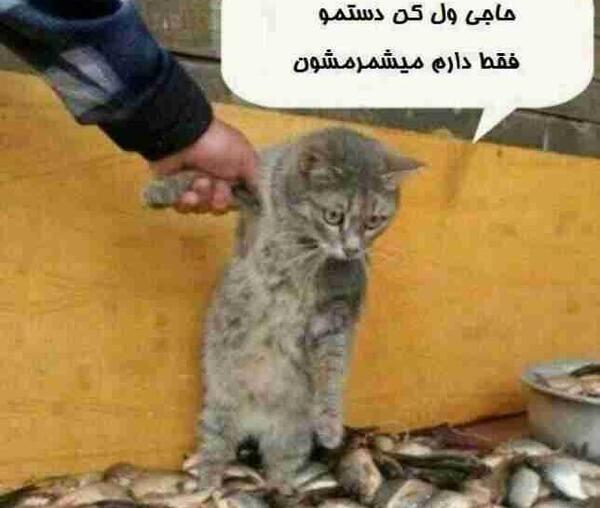 عکس تصویر زمینه فضولی ممنوع