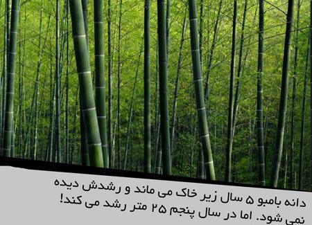 عکس نوشته با عکس طبیعت
