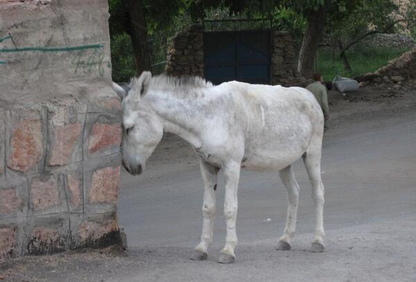 عکس منظره حیوانات