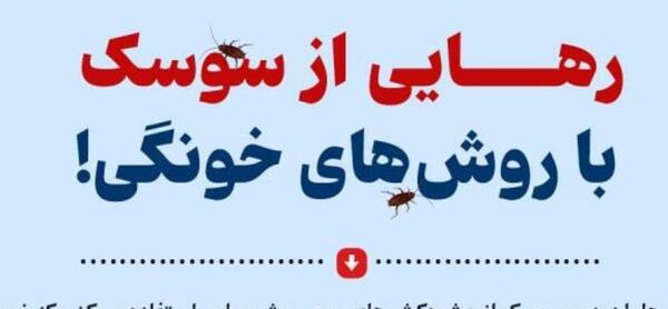 عکس سوسک ریز فاضلاب
