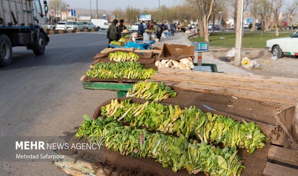 عکس کرفس محلی