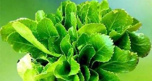 عکس کرفس محلی