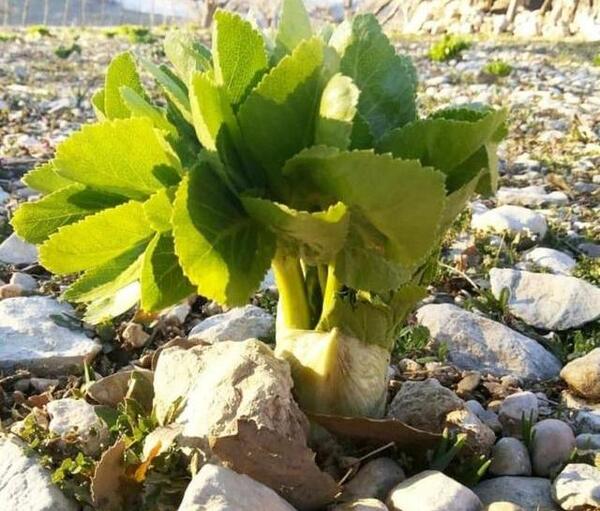 عکس کرفس محلی