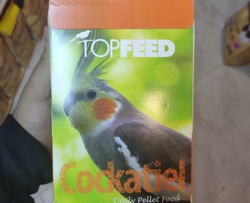 عکس عروس هلندی کوچولو