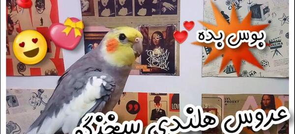 عکس عروس هلندی کوچولو