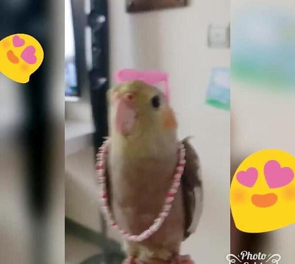 عکس عروس هلندی کوچولو
