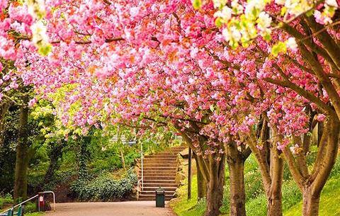 عکس تصویر زمینه طبیعت بهاری