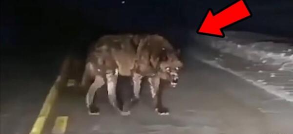 عکس گرگ زنده