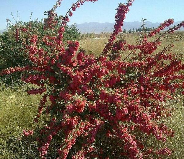 عکس درخت زرشک قرمز