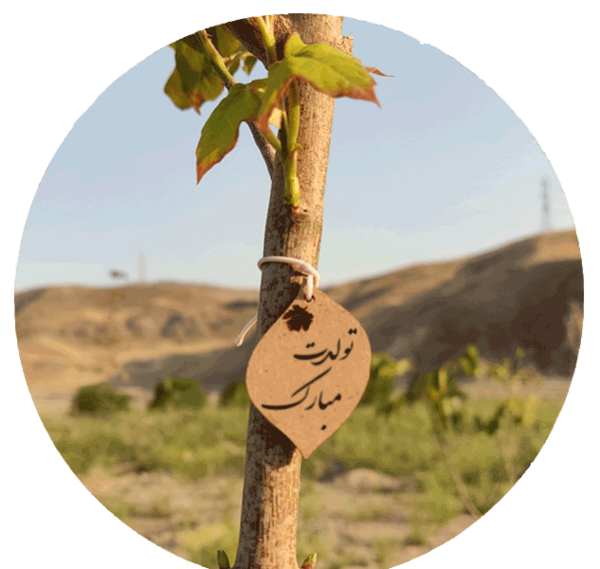 عکس درخت زرشک قرمز