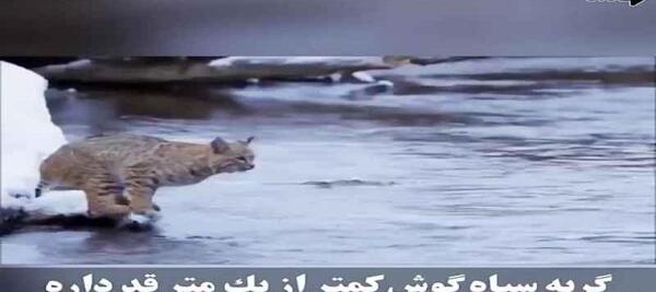 عکس گربه سیاه گوش