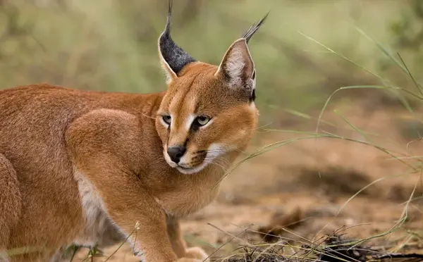 عکس گربه سیاه گوش