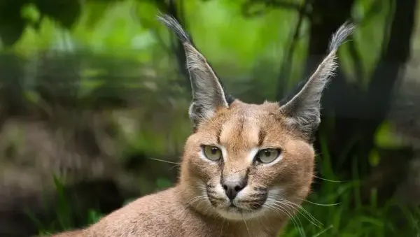 عکس گربه سیاه گوش