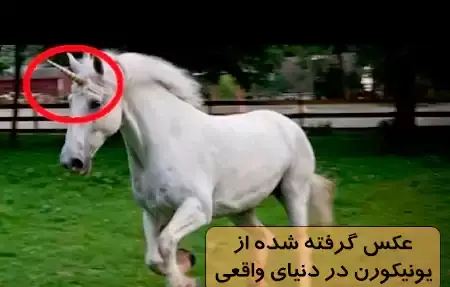 عکس عکس اسب تک شاخ واقعی