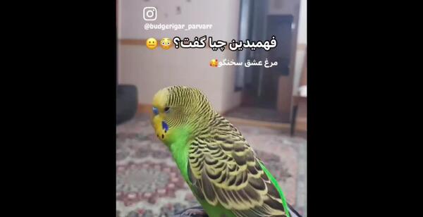 عکس شکستگی پای مرغ عشق