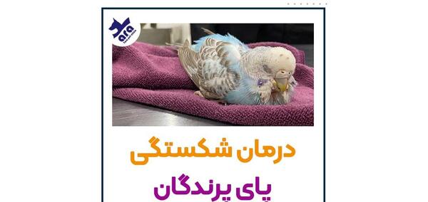 عکس شکستگی پای مرغ عشق