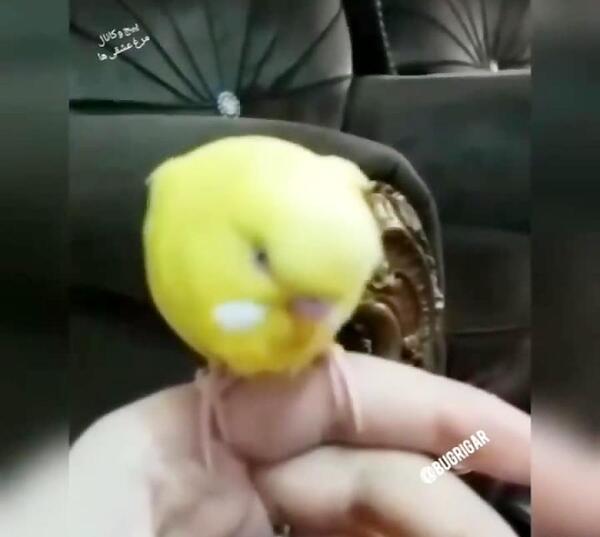 عکس شکستگی پای مرغ عشق