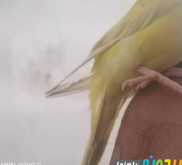 عکس شکستگی پای مرغ عشق