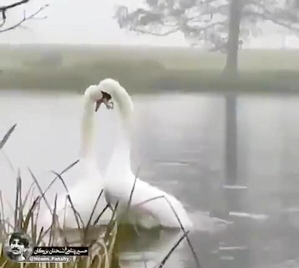 عکس صفحه سیاه تولدت مبارک
