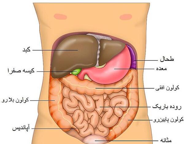 عکس داخل شکم زن