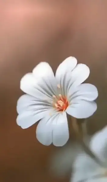 چالش عکس گل