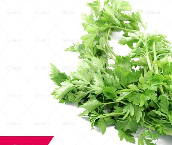 عکس جعفری تازه