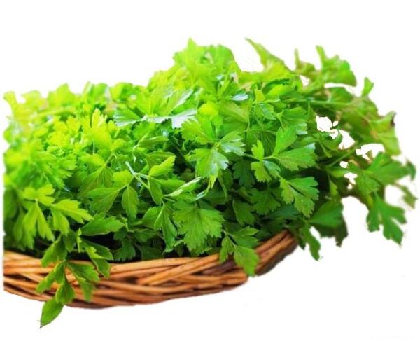 عکس جعفری تازه
