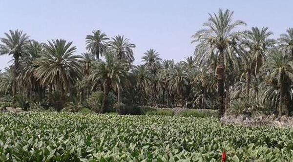 عکس جعفر کرمی