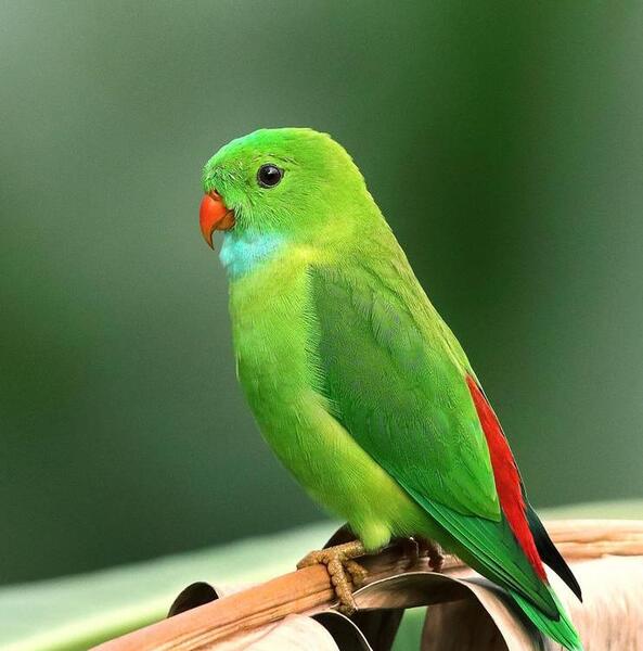 عکس طوطی خانگی در قفس