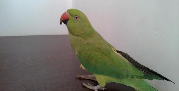 عکس طوطی خانگی در قفس