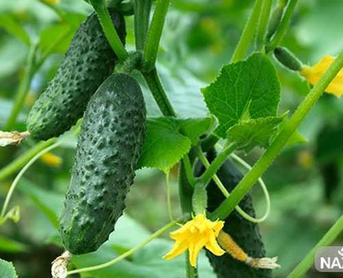 عکس کاشت خیار در گلدان