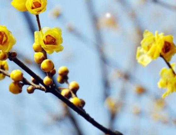 عکس نقاشی گل یخ