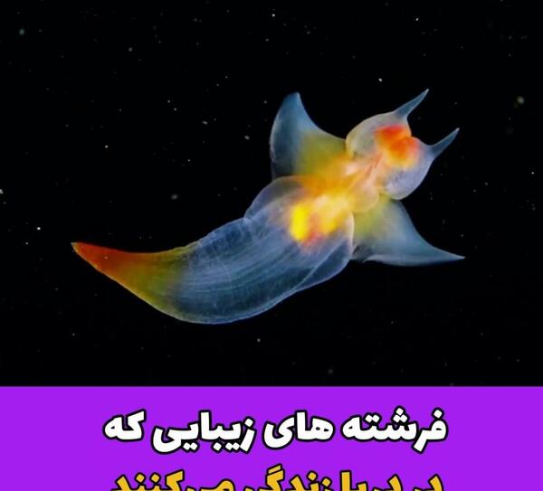 عکس فرشته دریایی