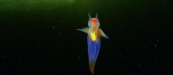 عکس فرشته دریایی