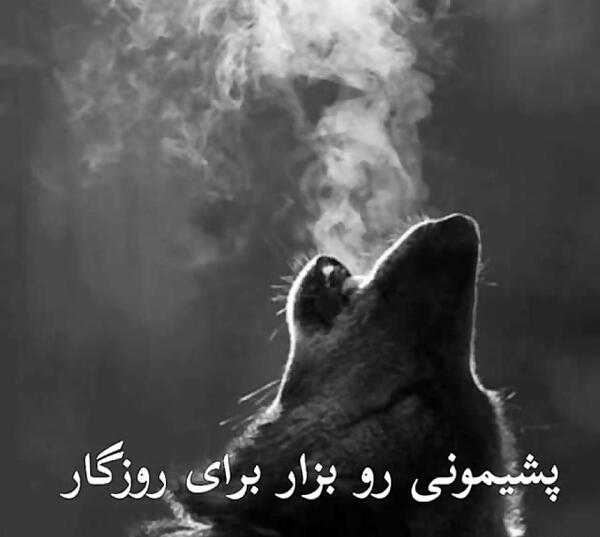 عکس استوری گرگ