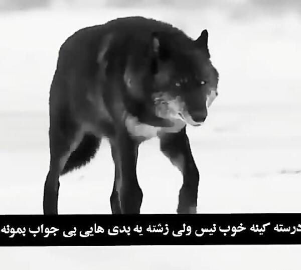عکس استوری گرگ