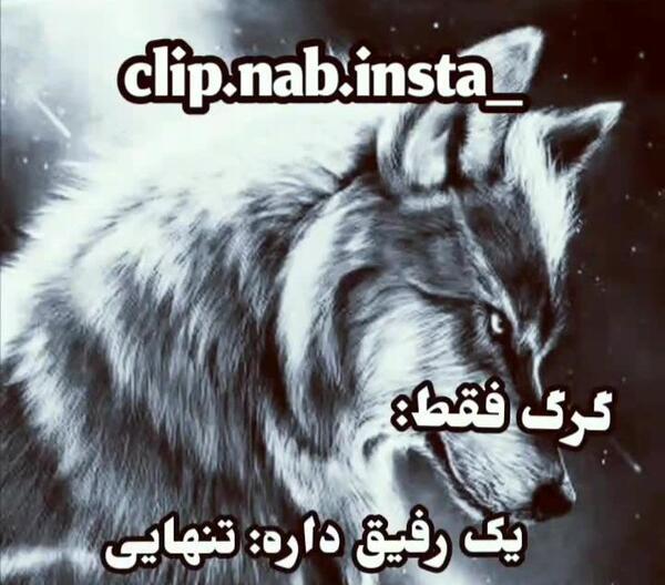 عکس استوری گرگ