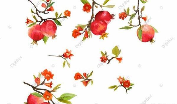 عکس انار یلدایی