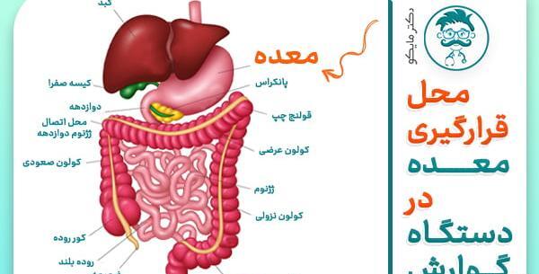 عکس قلب و کلیه انسان