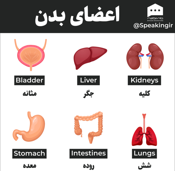 عکس قلب و کلیه انسان