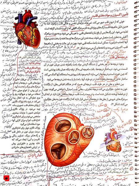 عکس قلب و کلیه انسان