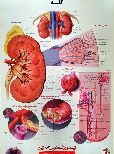 عکس قلب و کلیه انسان