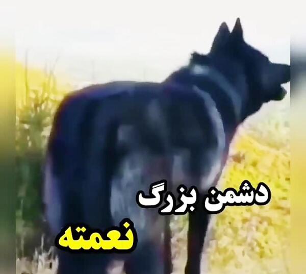 عکس برای وضعیت واتساپ گرگ