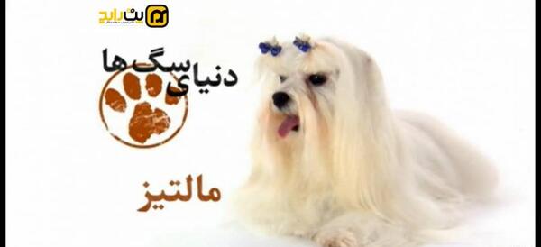 عکس از سگ مالتیز