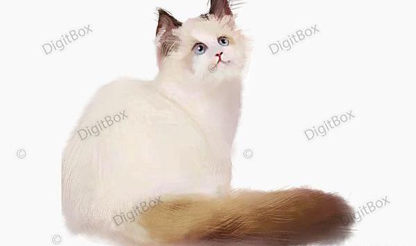 عکس وکتور گربه