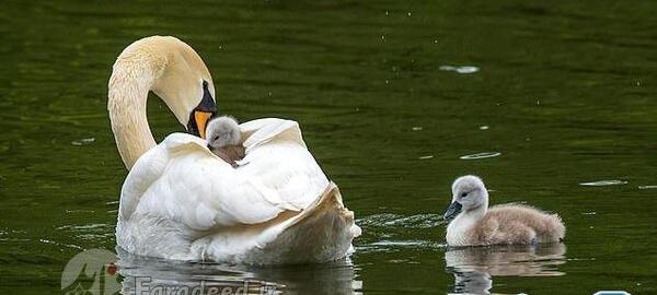 عکس بچه قو