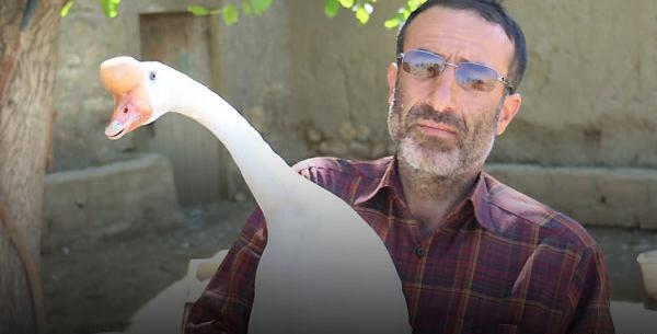 عکس بچه قو